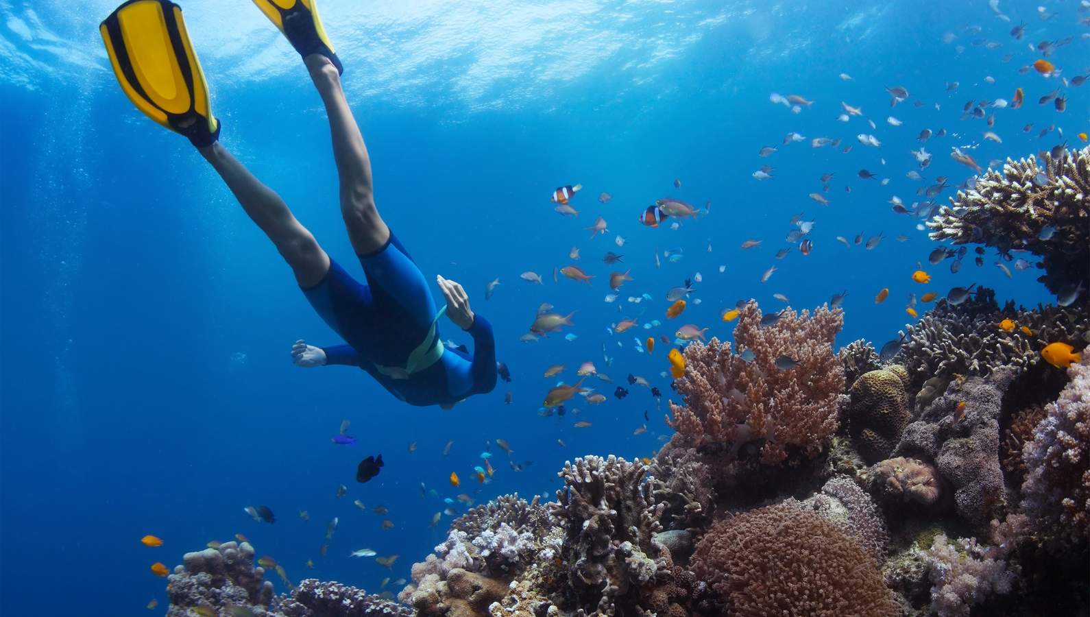 Activité snorkeling