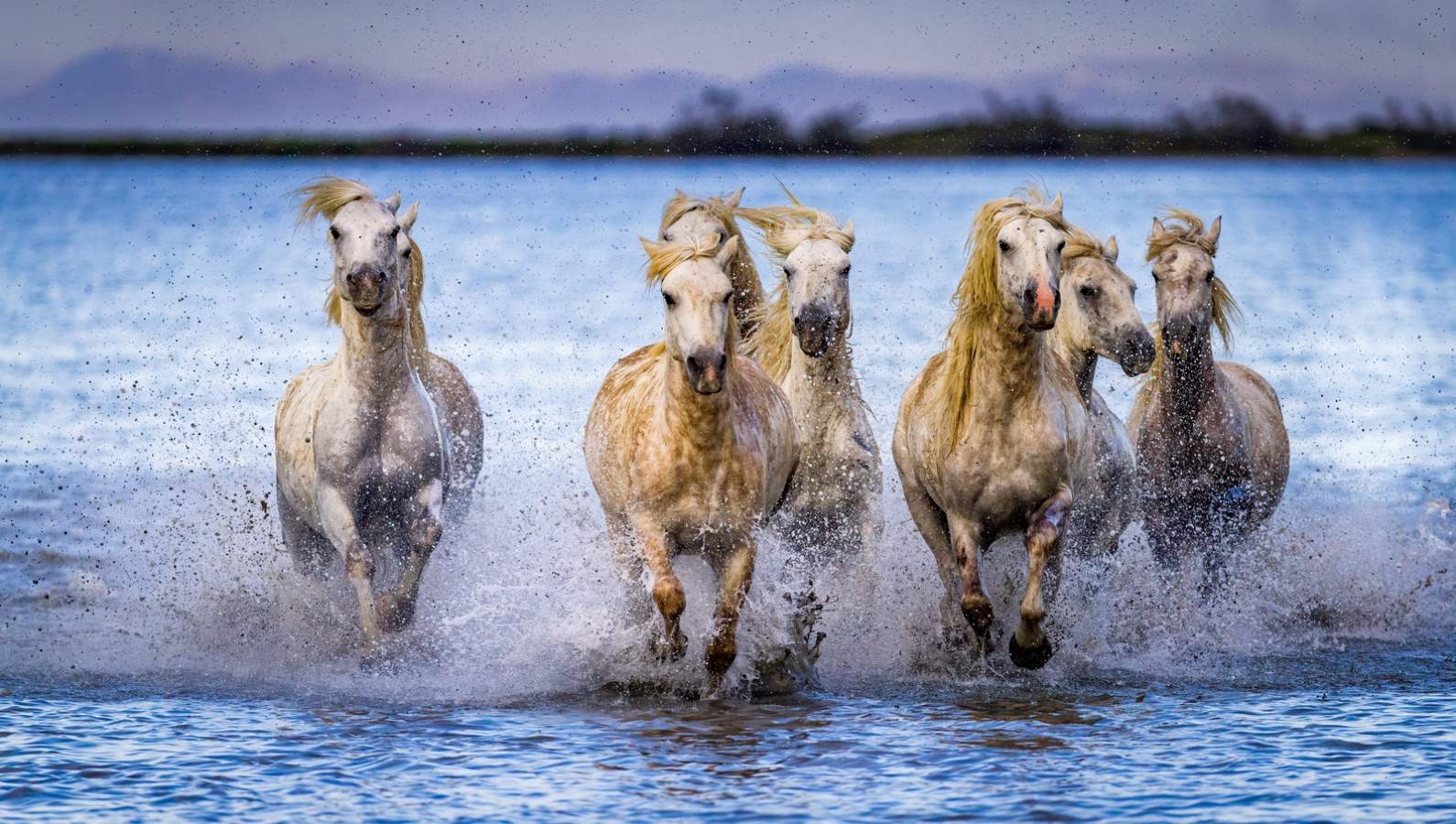 Séminaire en Camargue