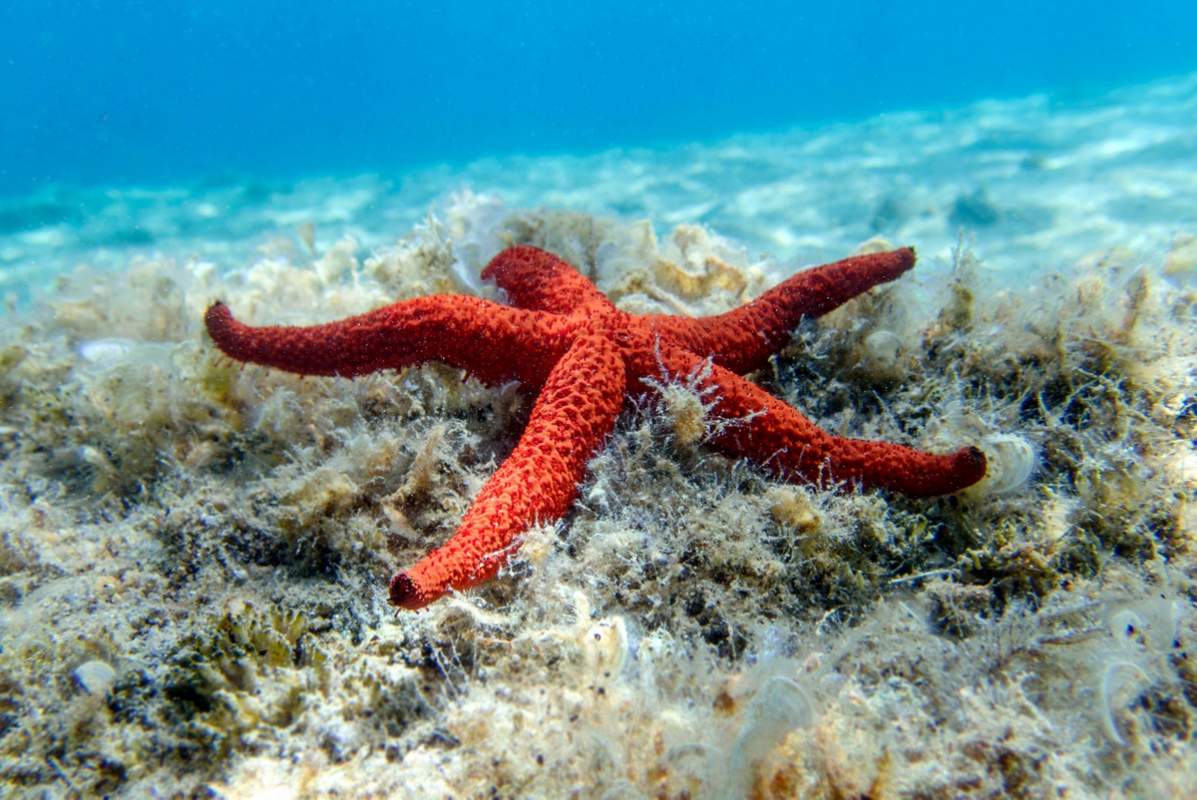 Activité snorkeling