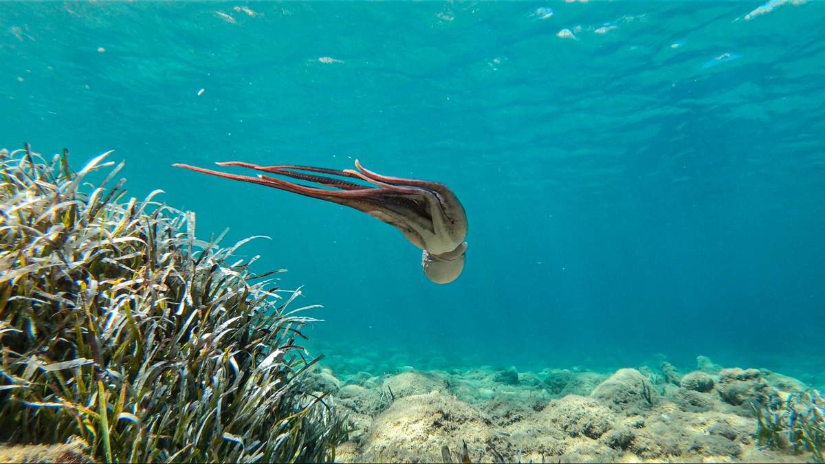 Activité snorkeling