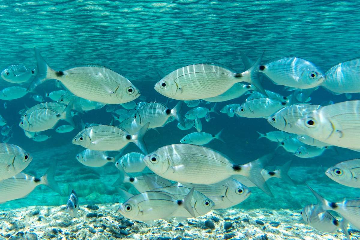 Activité snorkeling