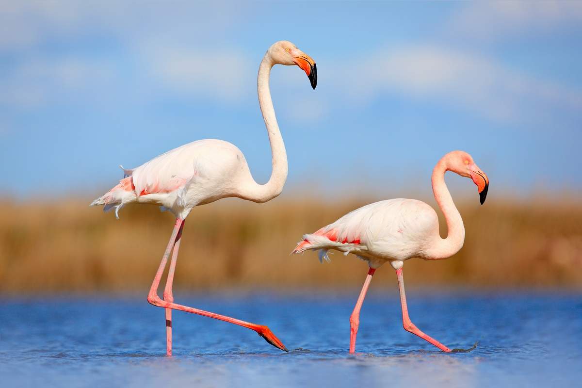 Séminaire en Camargue